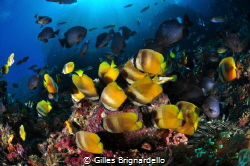 taken in Alor Archipelago Indonesia. by Gilles Brignardello 